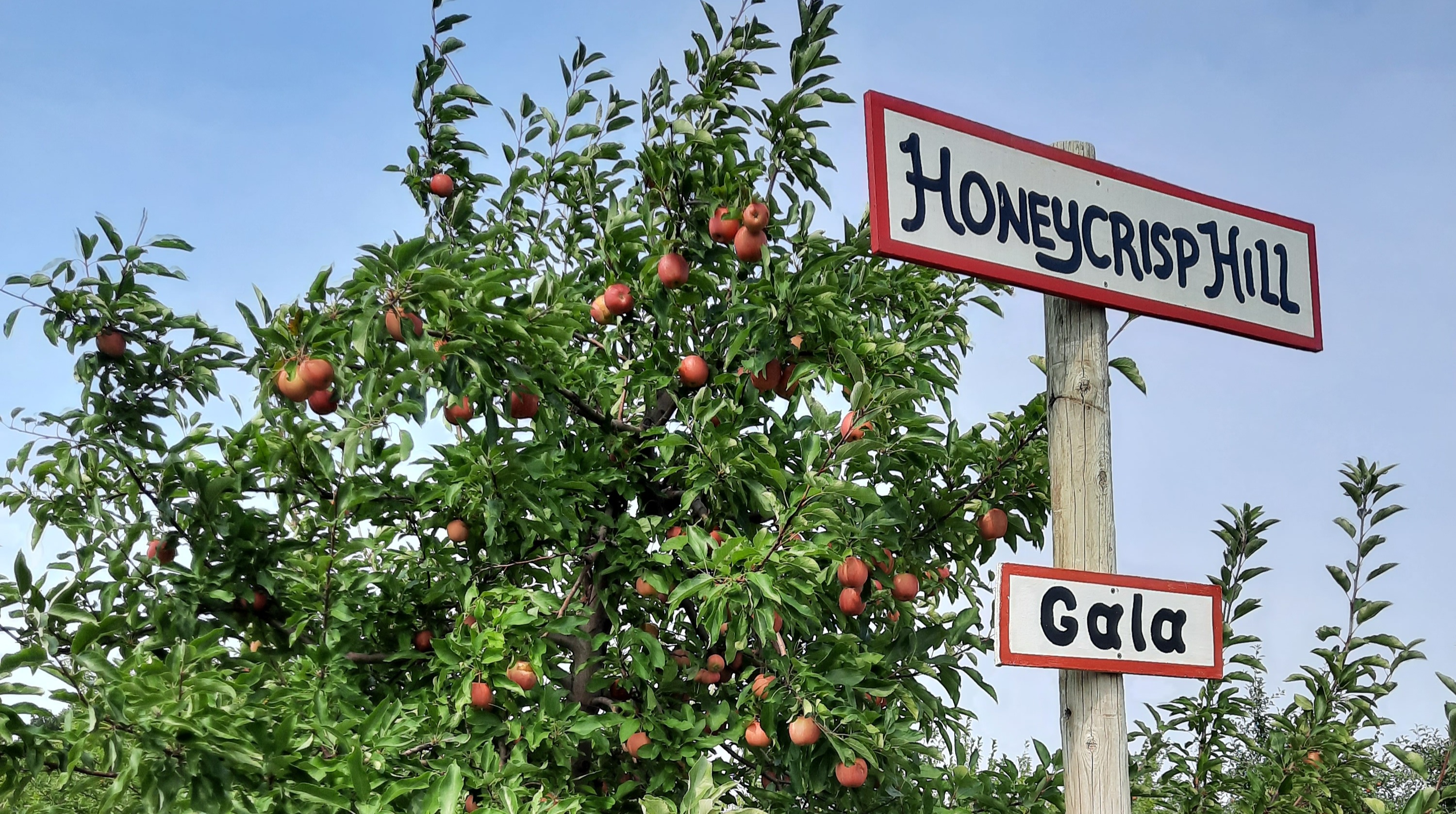 Fresh Apples Archives - Apple Holler